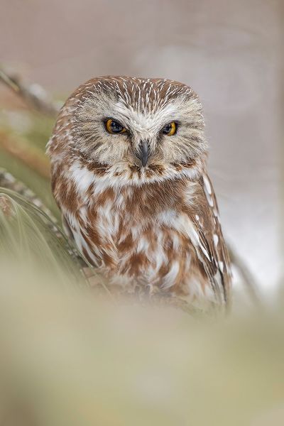 Northern saw-whet owl-Aegolius acadicus-controlled situation-Montana